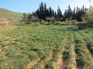 Landgut in Perín. Terreno rústico de 16,800m² en venta en galifa, cartagena, murci