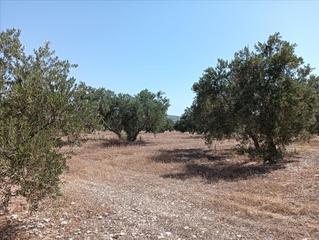 Terreno residencial  *. Finca rústica en jódar