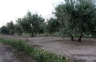 Wohngrundstück in Villacarrillo. Suelo en venta en villacarrillo