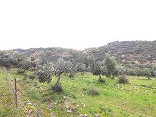Terreny residencial  Parcela 102. Finca rústica en jaén