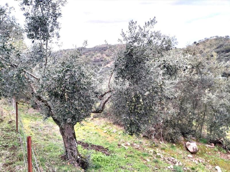 Foto b87fd047-a893-42bc-aecb-c0d272ee0fab. Wohngrundstück in Puente Tablas - Puente Nuevo - Cerro Molina Jaén