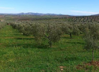 Residential Plot  Retamal