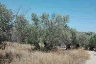Residential Plot  Cortijo los tomillares