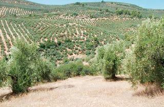 Terreny residencial a Beas de Segura. Parcela en venta en  beas de segura, jaén