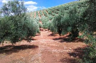 Terreno residenziale in Arroyo Del Ojanco