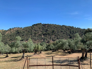 Terreny residencial a Villanueva del Rey. Finca rústica en venta en villanueva del rey