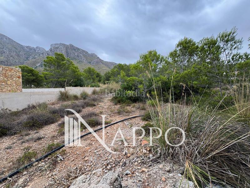 Foto 1257264b-6217-463c-aee8-39311264b8fe. Fondo rustico in Betlem Artà