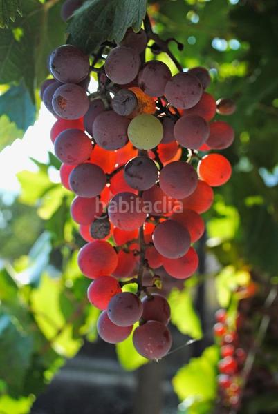 Foto 7f9e8de4-7356-4c48-a3b2-230d41e7bcc6. Masia amb aparcament a Benimantell