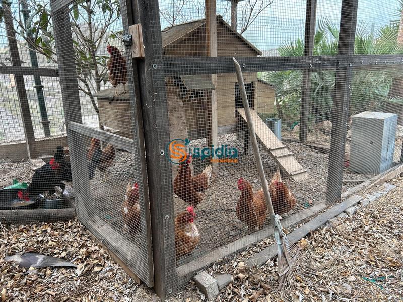 Foto f7d04ec3-2643-4b81-be7f-9aaf22836b95. Chalet  independiente en la parte alta de todosol con excelentes vistas, piscina, jardín y huerto en Águilas