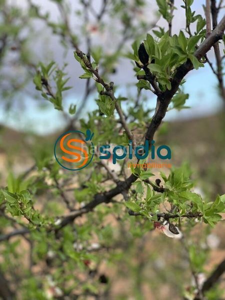 Foto 9f37004c-a61a-4815-9f6c-ff224b5b9677. Local comercial a Casco Antiguo Águilas