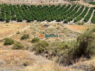 Finca rústica a Tébar - Los Arejos. Terreno rústico de 2.200 m2 a la venta en tebar con agua y luz