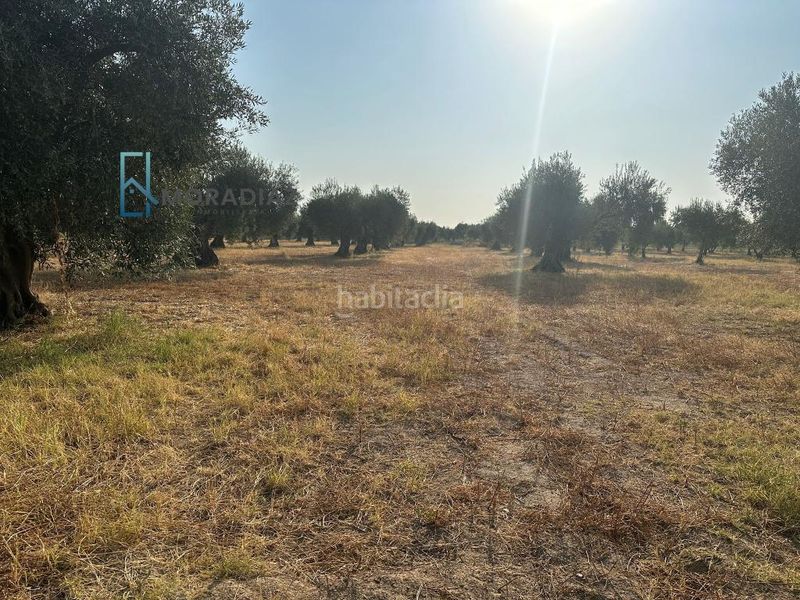 Foto c357ab27-bf46-4bb9-8625-fe5e33ac7acd. Propriété dans Don Benito