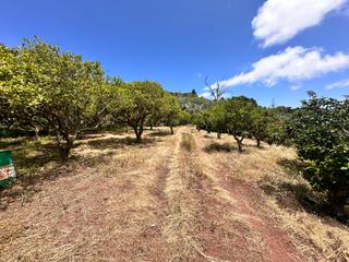 Finca rstica  Calle cuevas morenas. Terreno con cueva