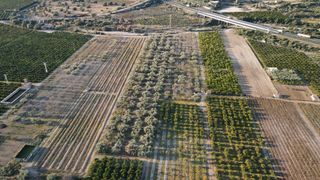 Rural plot in Polígono del polígono 38. Magnífica finca de olivos con pozo
