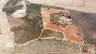 Country house  Carretera diseminados 2. Exclusiva finca de 17 hectáreas con olivar y complejo ecuestre p