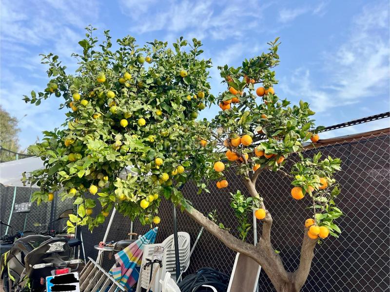 Foto 38b96d63-ce1a-494d-8d0f-345201772318. Planta baja impresionante oportunidad! en Camí de Vera Valencia