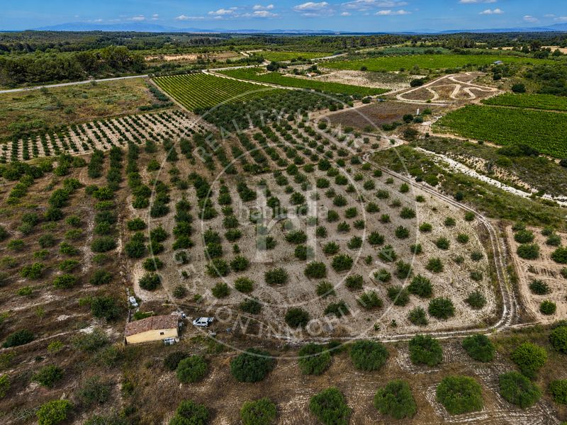 Foto e5d3b0c8-e98b-471c-bc48-4e714db23bba. Finca rústica a Secuita (La)