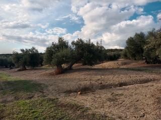 Finca rústica a N/a. Finca de olivar en zona vicaria