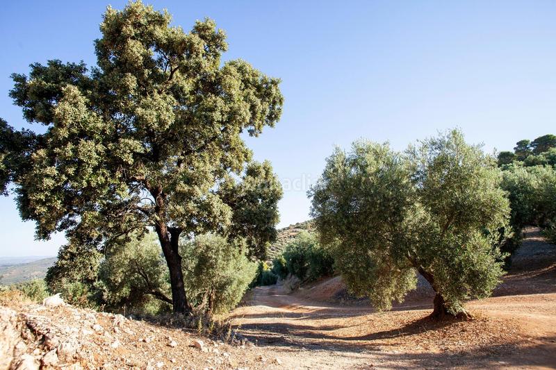 Foto 1d33c583-76de-4466-b78d-58d0adfd0fed. Masía en diseminado 53 finca rústica casa en venta en jaen andalucia alto rendimiento y rentabilidad en Beas de Segura