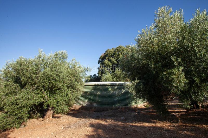 Foto 9d8fcd52-078a-4dd3-9c60-f16e5ab2f474. Masía en diseminado 53 finca rústica casa en venta en jaen andalucia alto rendimiento y rentabilidad en Beas de Segura