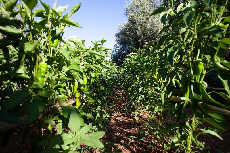Foto a34a674b-cc80-47bd-95ff-6bb3ed8b18e3. Masía en diseminado 53 finca rústica casa en venta en jaen andalucia alto rendimiento y rentabilidad en Beas de Segura