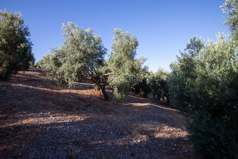 Foto a7a3402c-21dc-4fea-99ca-8e5e2b8db0de. Masía en diseminado 53 finca rústica casa en venta en jaen andalucia alto rendimiento y rentabilidad en Beas de Segura