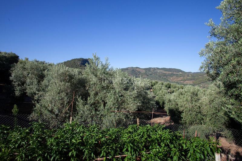 Foto ed09178e-94ab-4f7d-8ecd-752c8b294757. Masía en diseminado 53 finca rústica casa en venta en jaen andalucia alto rendimiento y rentabilidad en Beas de Segura