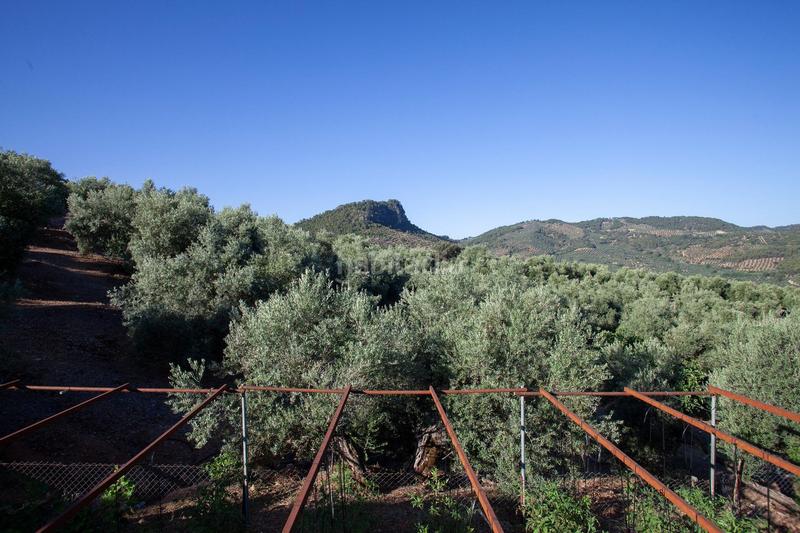 Foto fbeb9395-9e15-4bf5-a5d7-900d491adae1. Masía en diseminado 53 finca rústica casa en venta en jaen andalucia alto rendimiento y rentabilidad en Beas de Segura