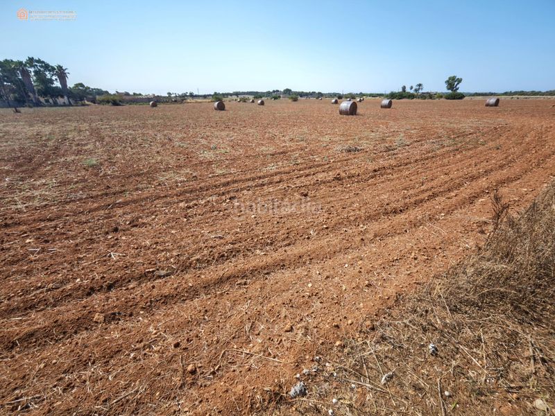 Foto 7a6705d6-05a4-4ad5-bdf4-afbbff63f784. Terreny residencial a Campos poble Campos