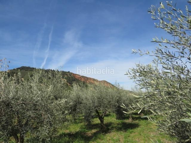 Foto a793c63d-ab46-44ea-b2f7-d94dce6611e7. Finca rústica a Cenes de la Vega 2 a Cenes de la Vega