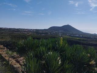 Mas à San Miguel. Terreno agrícola en viña vieja