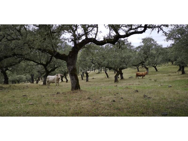 Foto 9295aa34-ce87-4218-a245-4666889a5e19. Finca rústica a Jerez de los Caballeros