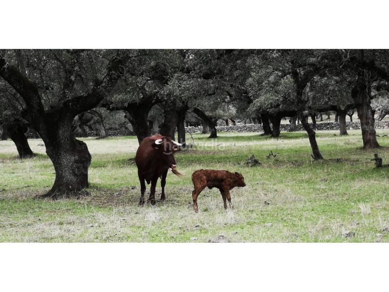 Foto e4a8e9cb-b3ad-4977-9ddf-d7889a0490ea. Finca rústica a Jerez de los Caballeros
