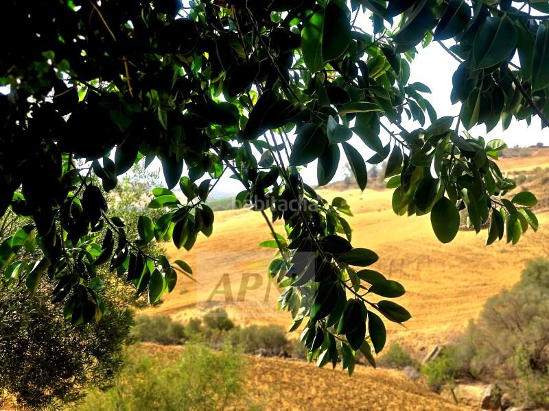 Foto e5be8625-604a-40e7-aba8-83cef568b404. Mas dans Álora