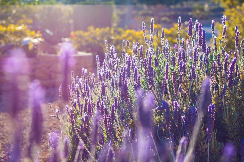 Foto d8aa1255-267c-4b41-a965-971e773f171e. Country house with pool in Benissa pueblo Benissa
