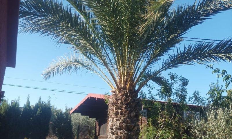 Foto f09370ec-877a-4752-b684-da504d02ce7a. Maison dans Carrús Oeste Elche / Elx