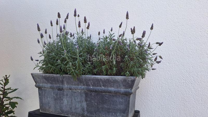 Foto ab5e058f-3962-4f22-ae80-f23fe208e33c. Casa amb piscina a Los Balcones-Los Altos Torrevieja