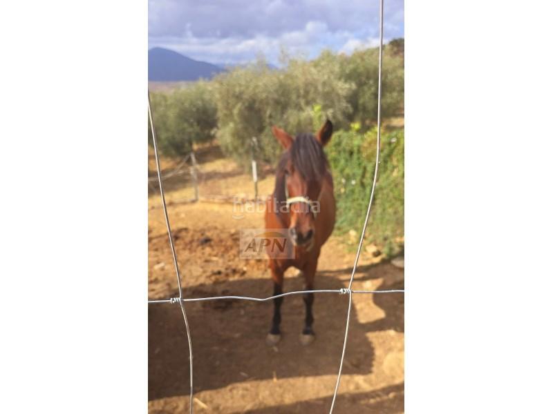 Foto 6ed86056-14b5-4f33-9155-30e857793aba. Masia a Álora