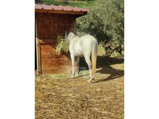 Mas à Villanueva De La Concepción