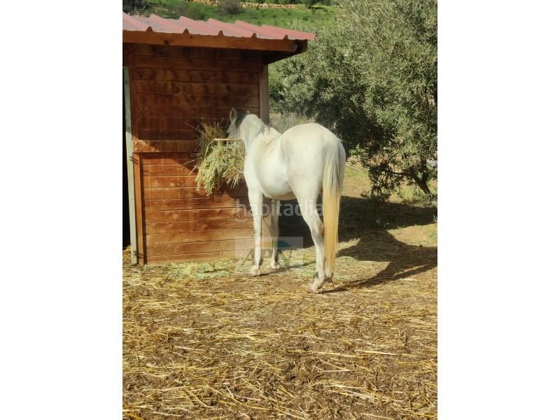 Foto 0d1eb0e6-c52f-4031-b204-9288eb0a8d4c. Masía en Villanueva De La Concepción