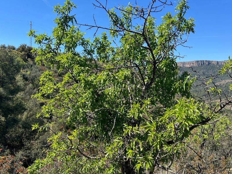 Foto 4565bc43-ba74-432f-94e7-533dc8d0e5d0. Finca rústica a Gratallops