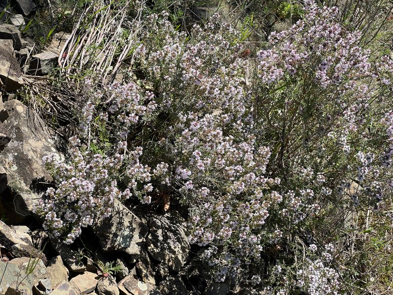 Foto a4ea7b7b-501c-4df2-bb6b-94078d940bd0. Finca rústica a Gratallops