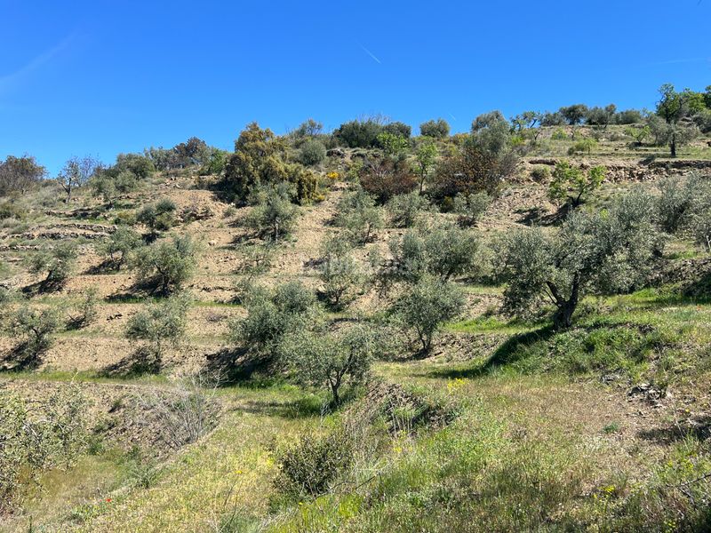 Foto e76860d3-a481-4767-aee6-bd7d2c2a4093. Finca rústica a Gratallops