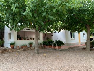 Finca rústica a Alcover. Finca amb caseta, oliveres, pou i amb plena producció