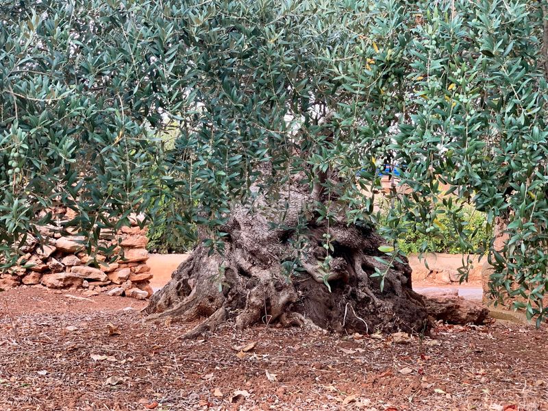Foto a2d4e689-aae2-429d-ad42-232da88bd059. Finca rústica a Alcover