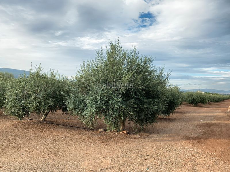 Foto c11bc9d3-6dcc-45ca-8b9e-cc4fa13ad42c. Finca rústica a Alcover