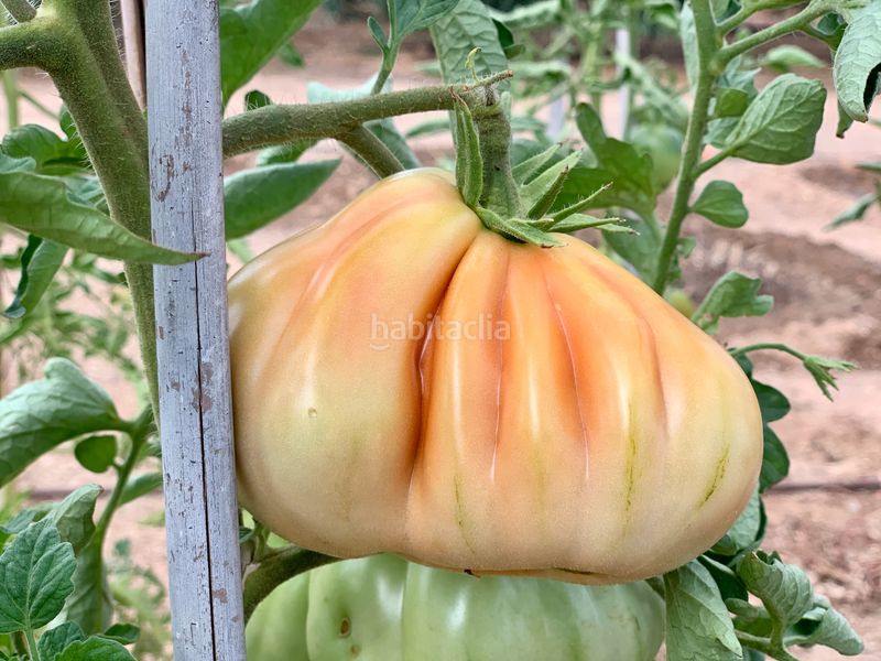 Foto d24c7581-9d6e-47de-b208-97fdef6b5aec. Finca rústica a Alcover