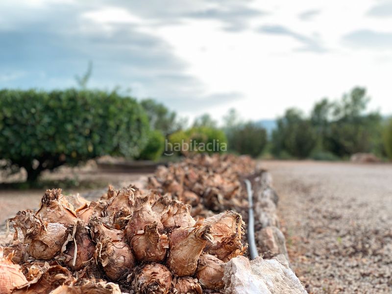 Foto e41e3a71-3de9-4638-98ff-2e602f06fc85. Finca rústica a Alcover