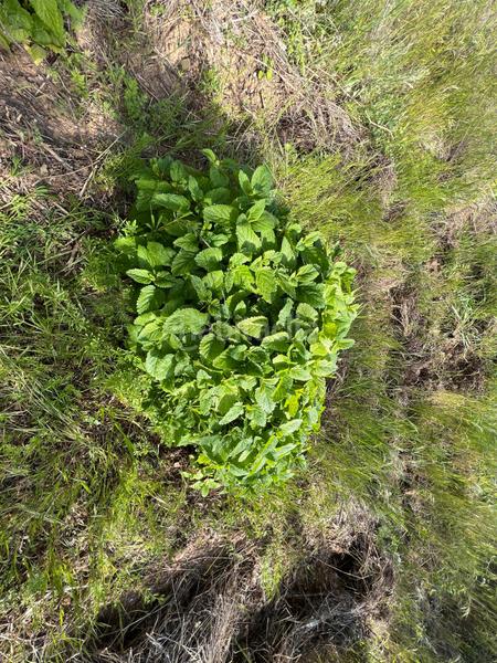 Foto 7d8fd9c8-ece6-43ec-af0e-bb00ab420c35. Rural plot in Cornudella de Montsant