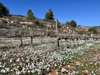 Finca rústica a Cornudella de Montsant